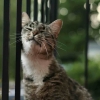 honeynutqueerio: a tabby cat rubbing her cheek against a railing at sunset (Default)