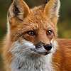 anashthetic: (shapeshifter: fox (right))