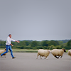 katamanda: (Top gear - Chasing sheep)