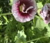 gardeningatnight: creme de cassis colored hollyhock flowers (Default)