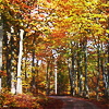 turlough: beech forest in autumn ((mcr art) having a moment)