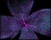 retinal_petal: Blue and black speckled shape that resembles a flower and is filled with purple vein-like structures. Surrounded by black. (Eye, Flower, Petal, Retina)