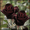 kajivar: (Flowers // Roses (Black Baccara))