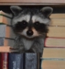 voissy: a raccoon peeking out from a stack of books (racoon)