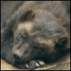 wolveruins: (Default)