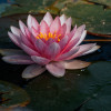 slop: (a serene pond)