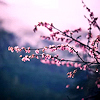 elf_fu: Cherry blossoms against a soft, grey, blurred background (Default)