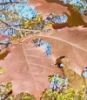 zinlizzie: oak leaves in the fall (leaves)
