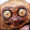 manifold: A tarsier looks at you with HUGE EYES OF SHOCK AND TARSIER. (HOMG)