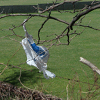 toxicspiderman: A photo of a white plastic bag hanging from a tree. (waving a white flag)