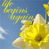 wheatencrown: (life begins again-daffodil)
