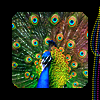 wallwalker: A vividly-colored peacock with a black border. (peacock)