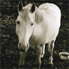 nilzita: Horse (Horse)