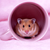 technosage: (misc_startle me out of my house_hamster)