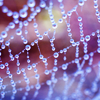 haleskarth: A dewy spiderweb. (Spiderweb.)