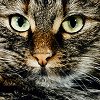 ostro_goth: (z Cats - Kitty)