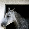ostro_goth: (z Horse -- dappled grey)