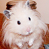 taxcollectors: (hamster} second)