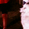 gloss: handsome wolf in profile stands his ground behind departing Mountie (dS: Dief stands alone)