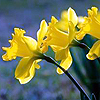 bronze_ribbons: three daffodiles learning left (daffodils)