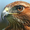 hawkhearsyou: ([hawk] /stare)