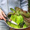 laurashapiro: picture of a bowl of fresh greens, kitchen shears, and my hands holding the bowl (garden)