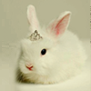 anglepoiselamp: Royal disapproval. ([Teh cute] Princess Bunny)