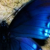 phinnia: closeup of a blue butterfly wing (blue butterfly)