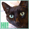 ephemera: small black cat says hi (Ariel says hi!)
