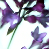 viola: (lilacs)