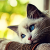 outstretched: (STOCK ♥ [cats] Of the deepest blue)