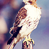 tobeathiswings: ([hawk] Behind each hardly opened gate)
