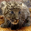 tornir: A photograph of a leopard cub, looking wide eyed and curious. (Oooo...)