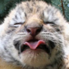 tornir: A photograph of a tiger cub, face screwed up, sticking it's tongue out at the camera. (Yuk)