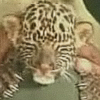 tornir: Still taken from a video of an orphan leopard cub, asleep on a keepers knee. (Chilled)