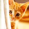 revolutions: A ginger kitten peeking out from behind a curtain (ginger kitten)