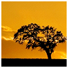 adair: dark single tree against yellow sky (black tree)