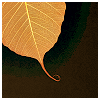 adair: yellow leaf on black background (leaf)