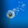 mergatrude: dandelion, with seed blowing against a blue background (dandelion)