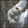 bondedgryphon: (Flight - take off)