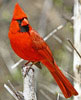 kayden: Cardinal (Here I Am)