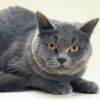ravenmichiru: (Angry Cat)