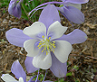 mmouse15: photo of a blue and white columbine (Columbine)