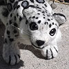 okojosan: (NF Snow Leopard 2)