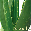 copracat: Aloe vera plant with text 'cool' (cool vera)