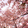 cherrysprinkles: cherry blossom stock photo (Stock :: Cherry Blossom Sprinkles)