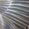 truthiness_aura: Gray birdwing. (birdwing)