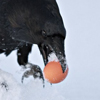 idkmybfforin: (Raven -- I gots an egg!)