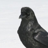 idkmybfforin: (Raven -- ...snow?)