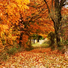 kay_brooke: A forest corridor in autumn, the path carpeted with leaves (autumn)